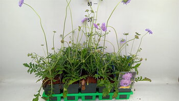 Scabiosa columbaria 'Butterfly Blue'