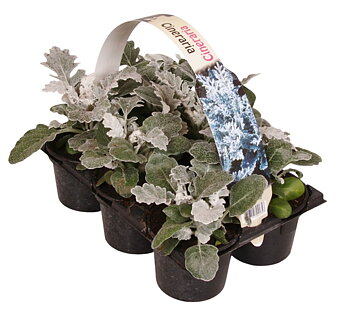 Jacobaea maritima Only per layer 6 pack
