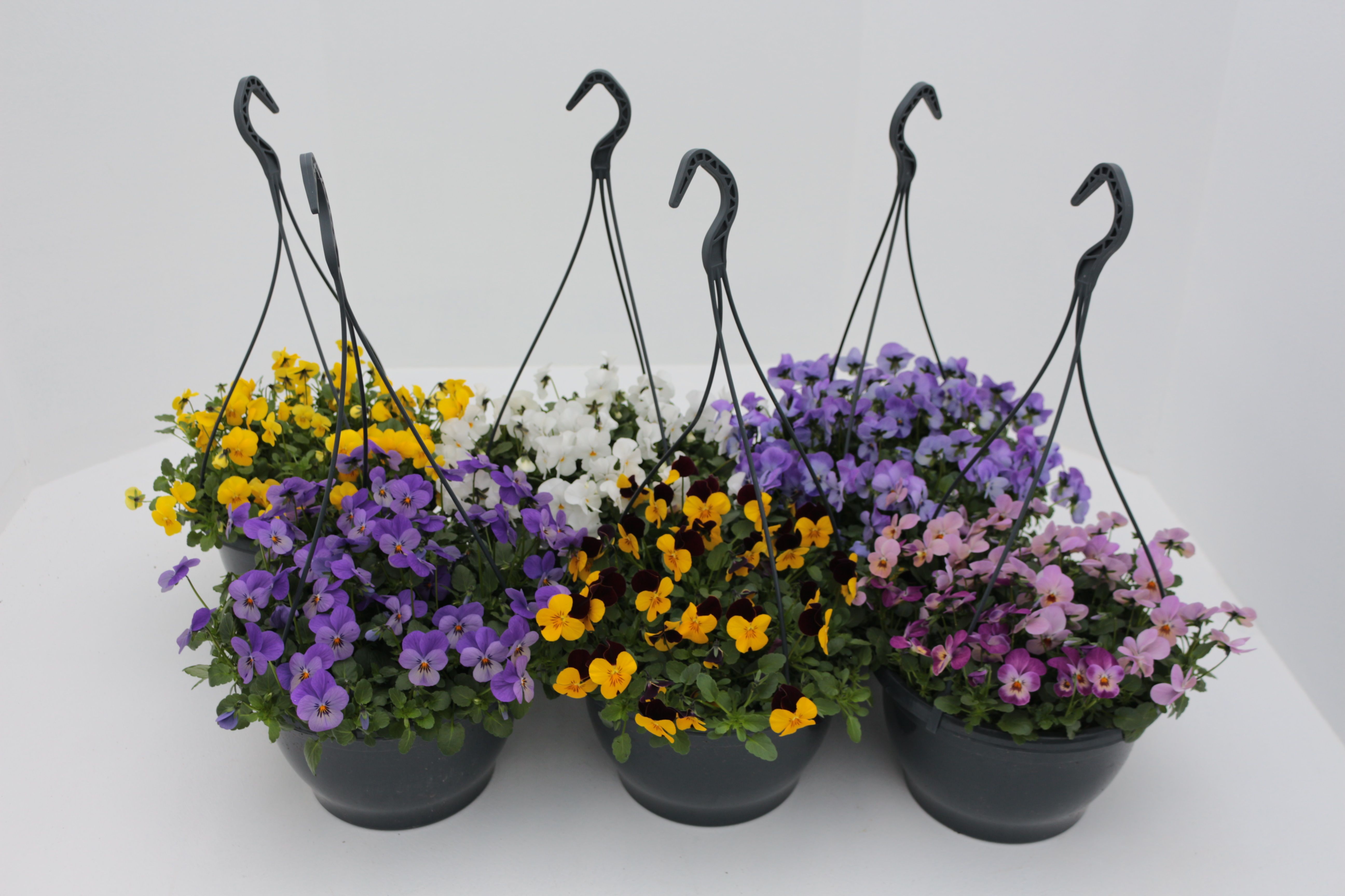 Viola (Cornuta) mixed Hanging basket