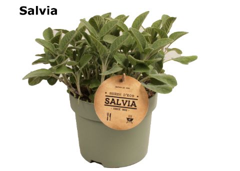 Salvia officinalis