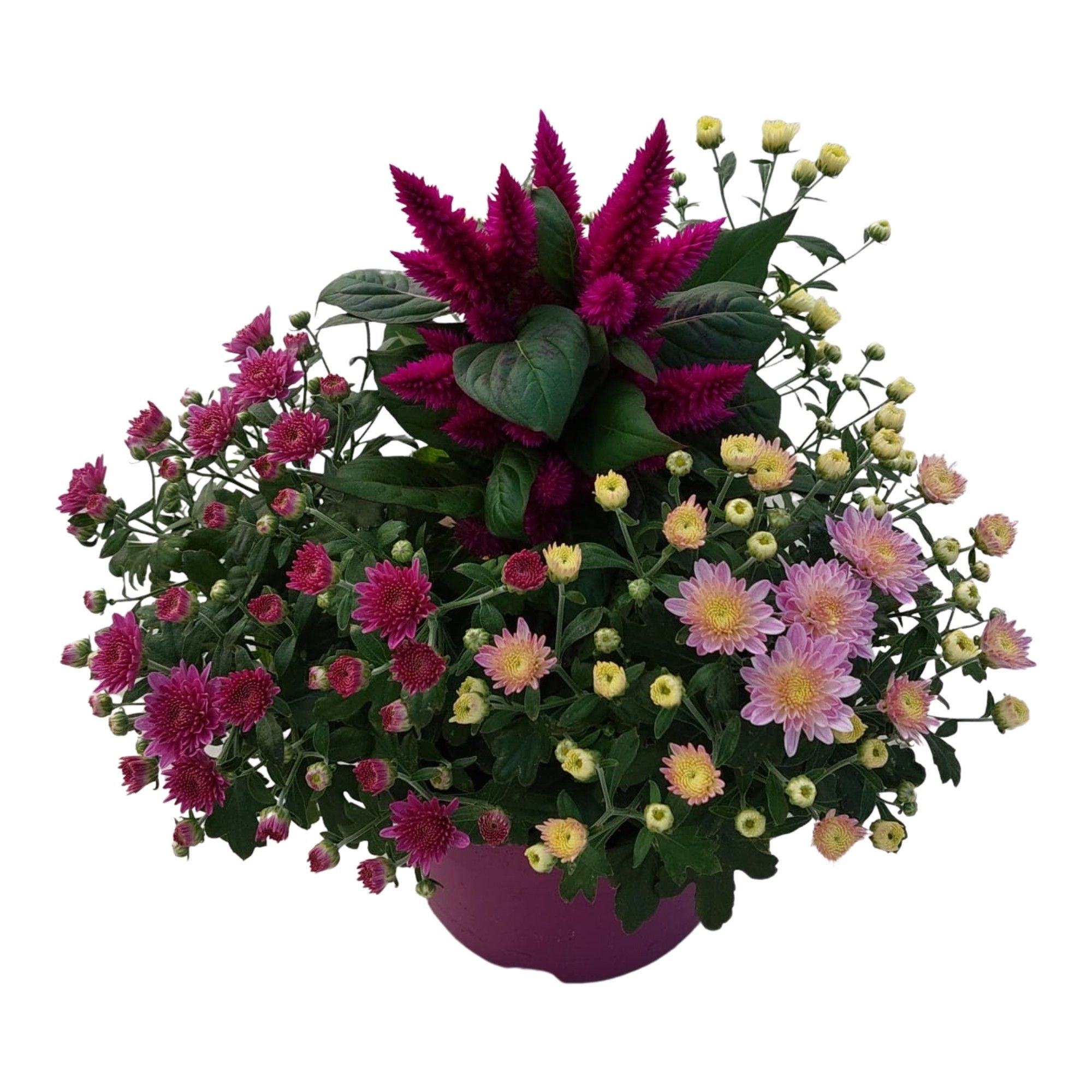 Bedding plants mixed in pan Abbracci Nova
