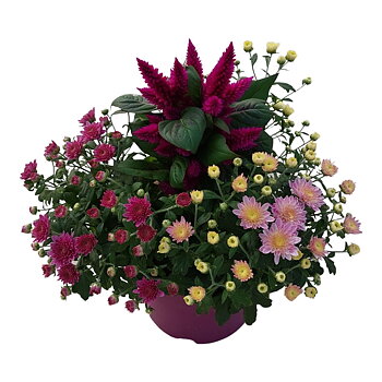 Bedding plants mixed in pan Abbracci Nova