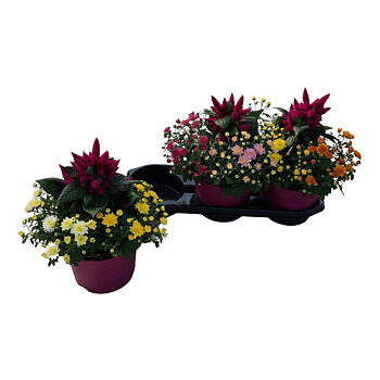 Bedding plants mixed in pan Abbracci Donna e Nova