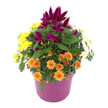 Bedding plants mixed in pan Abbracci Donna