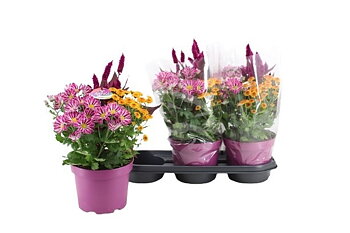 Bedding plants mixed in pan Abbracci Maria
