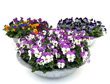 Viola (Cornuta) Sorbet mixed Mix trolley Deco pot zinc
