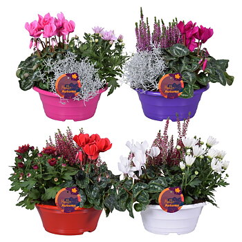 Bedding plants mixed in pan Oktober mix Bowl