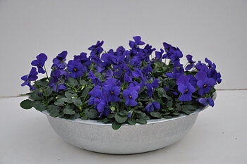 Viola (Cornuta) Sorbet XP Blue Blotch Zinc bowl, Dark Blue Deco pot zinc