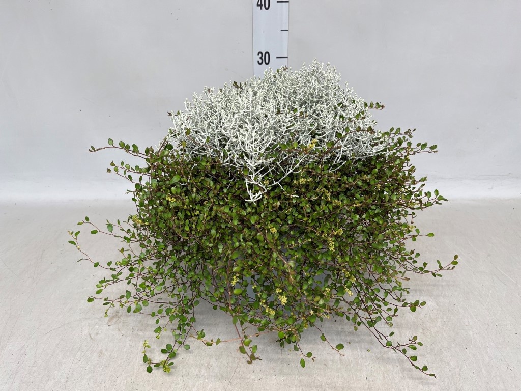 Leucophyta brownii + Muehlenbeckia