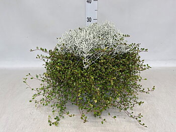 Leucophyta brownii + Muehlenbeckia