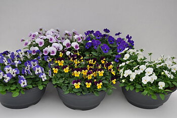 Viola (Cornuta) 'Evo Mini F1 Beaconsfield' Bowl