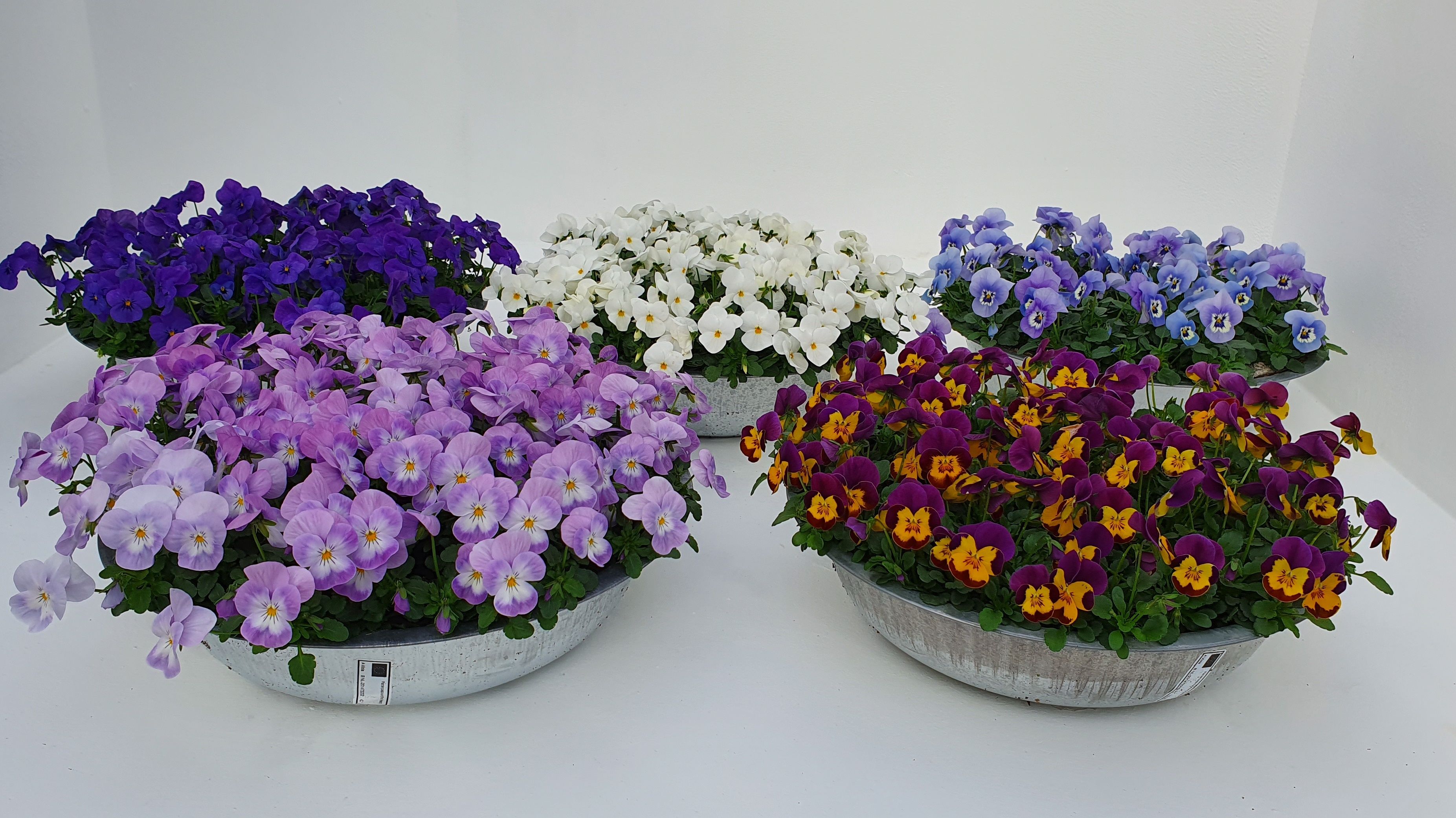 Viola (Cornuta) mixed Mix layer Deco pot zinc