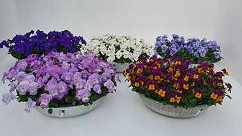 Viola (Cornuta) mixed Mix layer Deco pot zinc