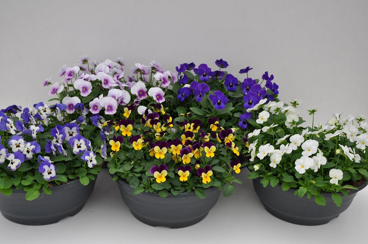 Viola (Cornuta) mixed Mix layer