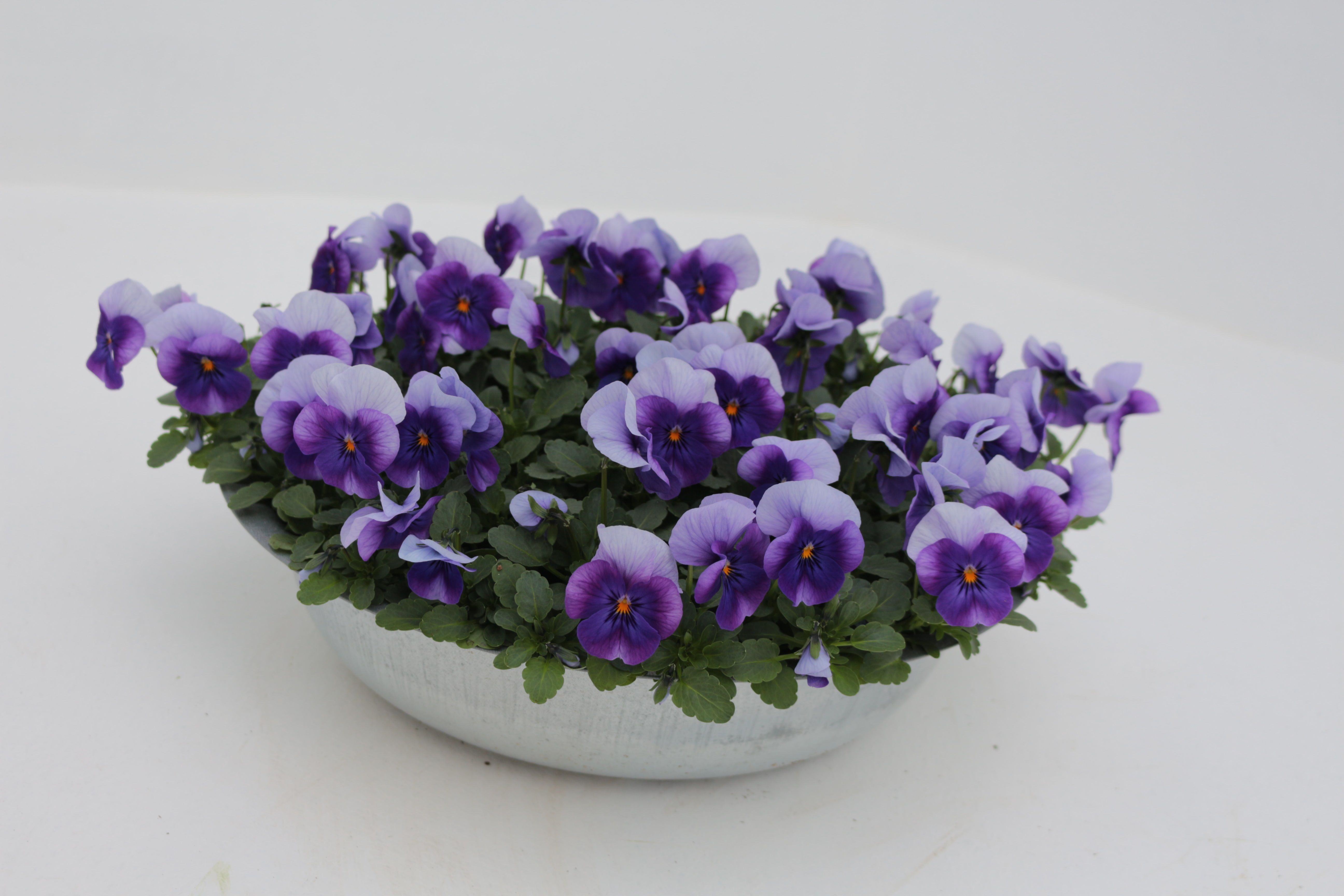 Viola (Cornuta) 'Evo Mini F1 Beaconsfield' Zinc bowl Deco pot zinc