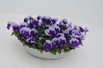Viola (Cornuta) 'Evo Mini F1 Beaconsfield' Zinc bowl Deco pot zinc