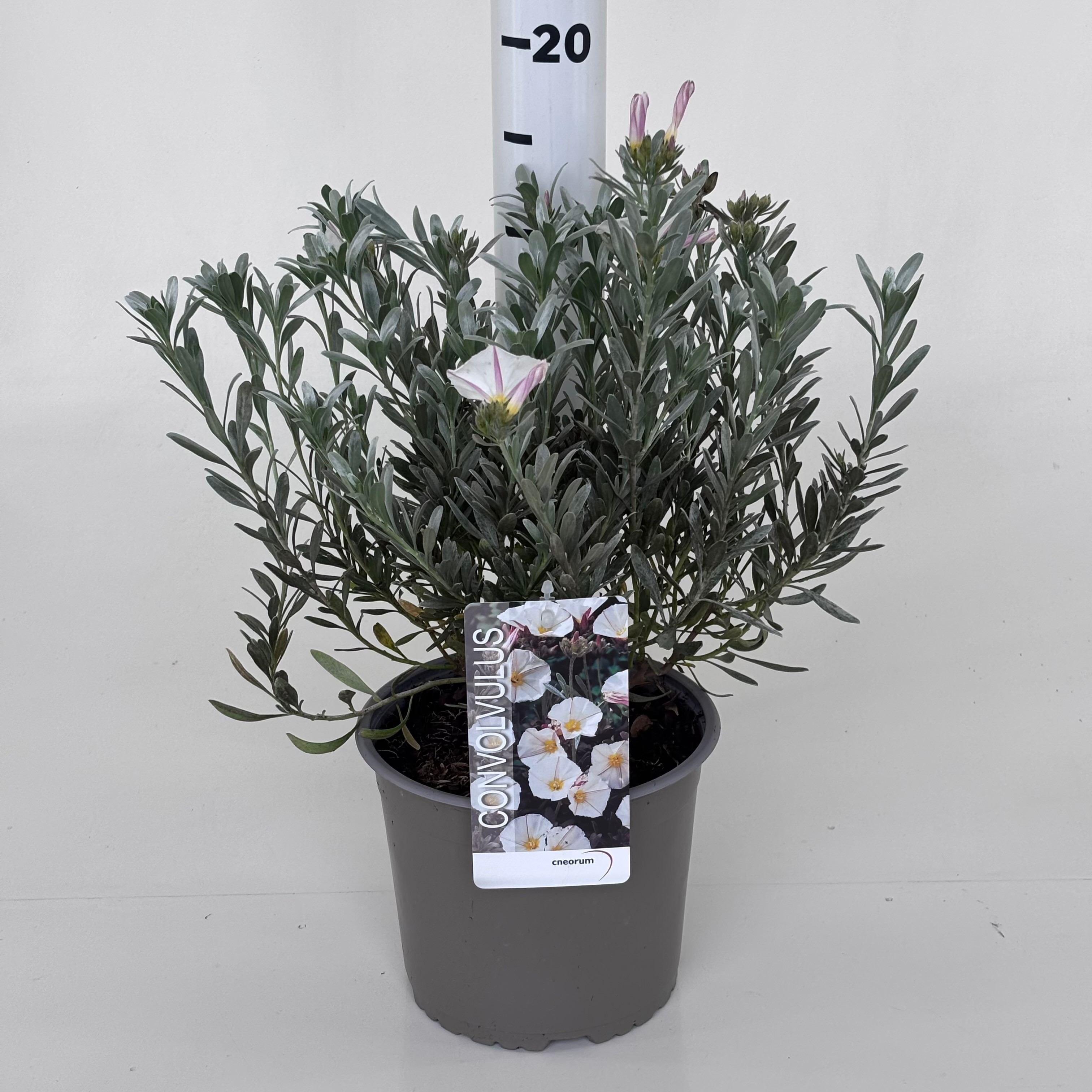 Convolvulus cneorum