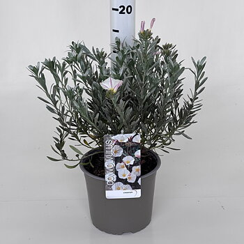 Convolvulus cneorum