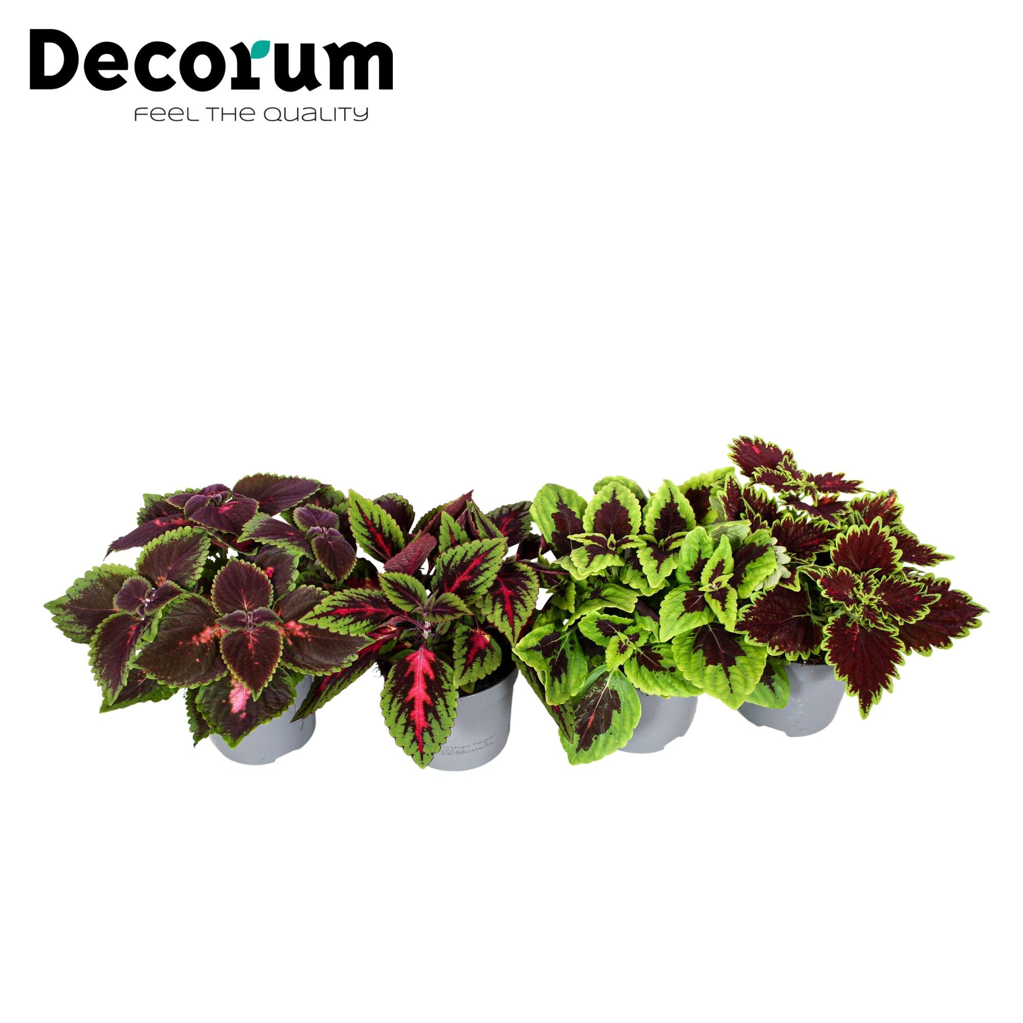 Coleus Blumei Mix tray Decorum