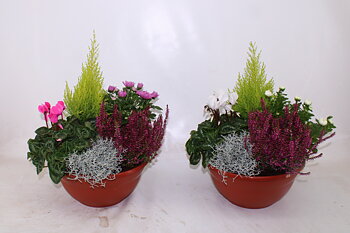 Bedding plants mixed in pan