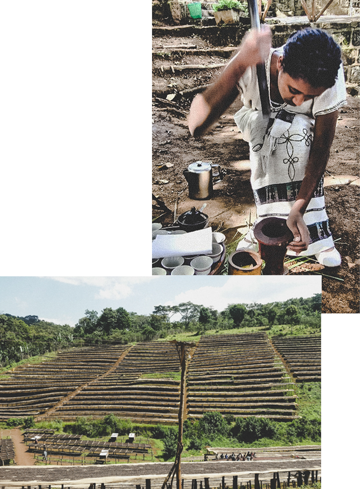 Pedron Caffé - Aricha - Natural - Ethiopia - Mellanrostade kaffebönor - 250g - 3
