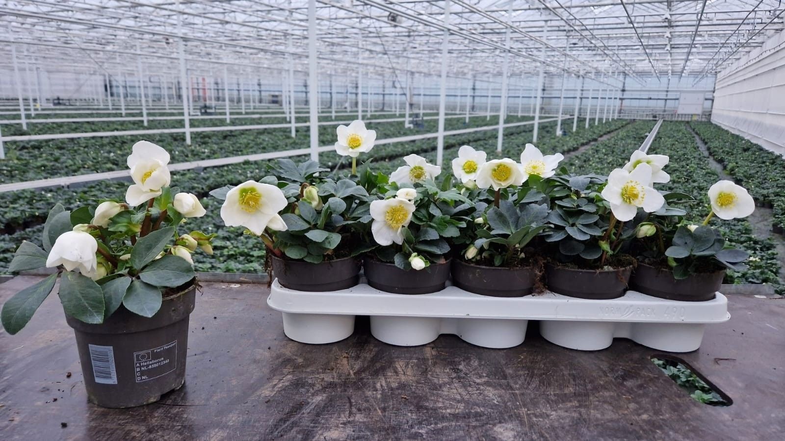 Helleborus nig. 'Christmas Carol' S