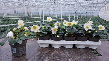 Helleborus nig. 'Christmas Carol' S