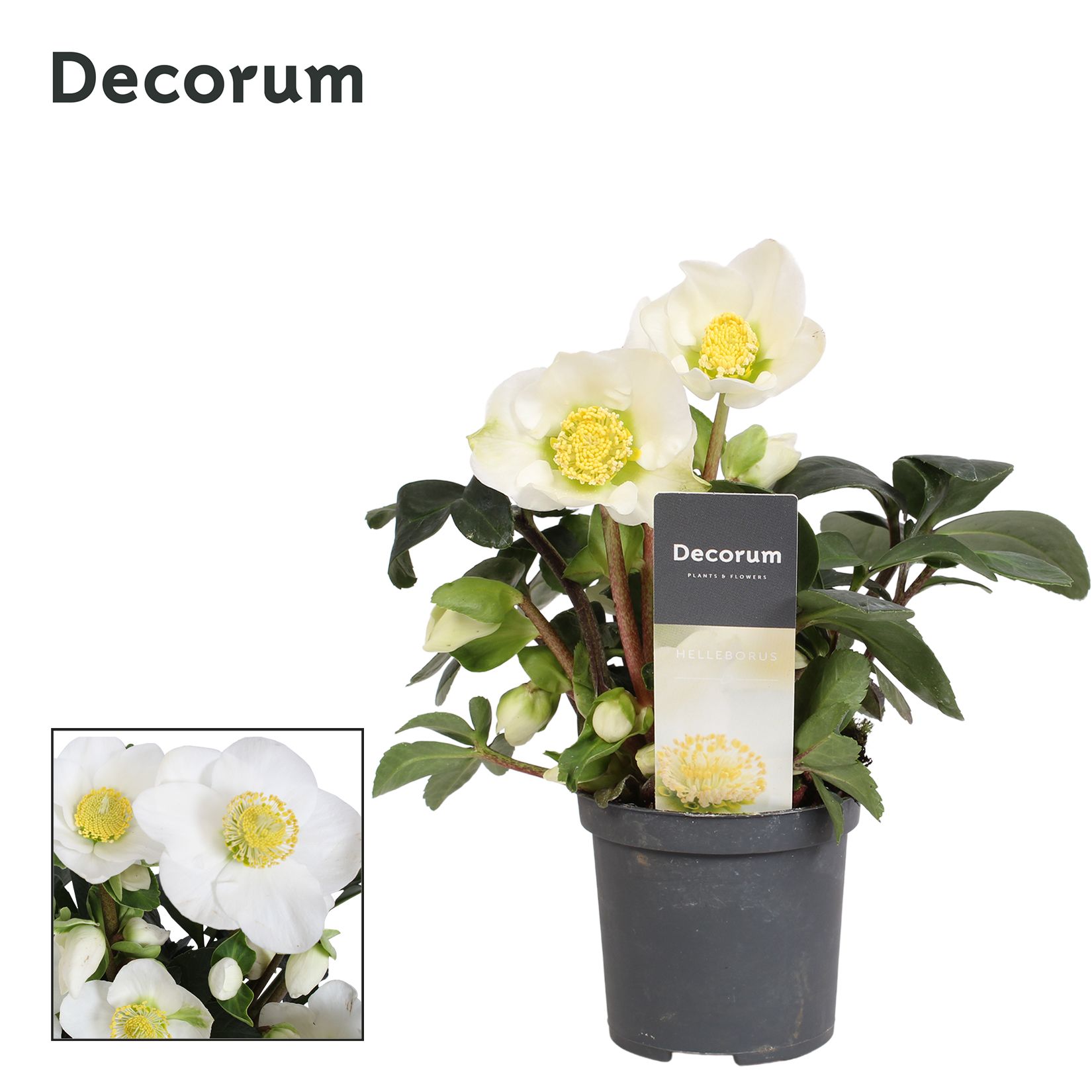 Helleborus nig. 'Christmas Carol'