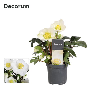 Helleborus nig. 'Christmas Carol'