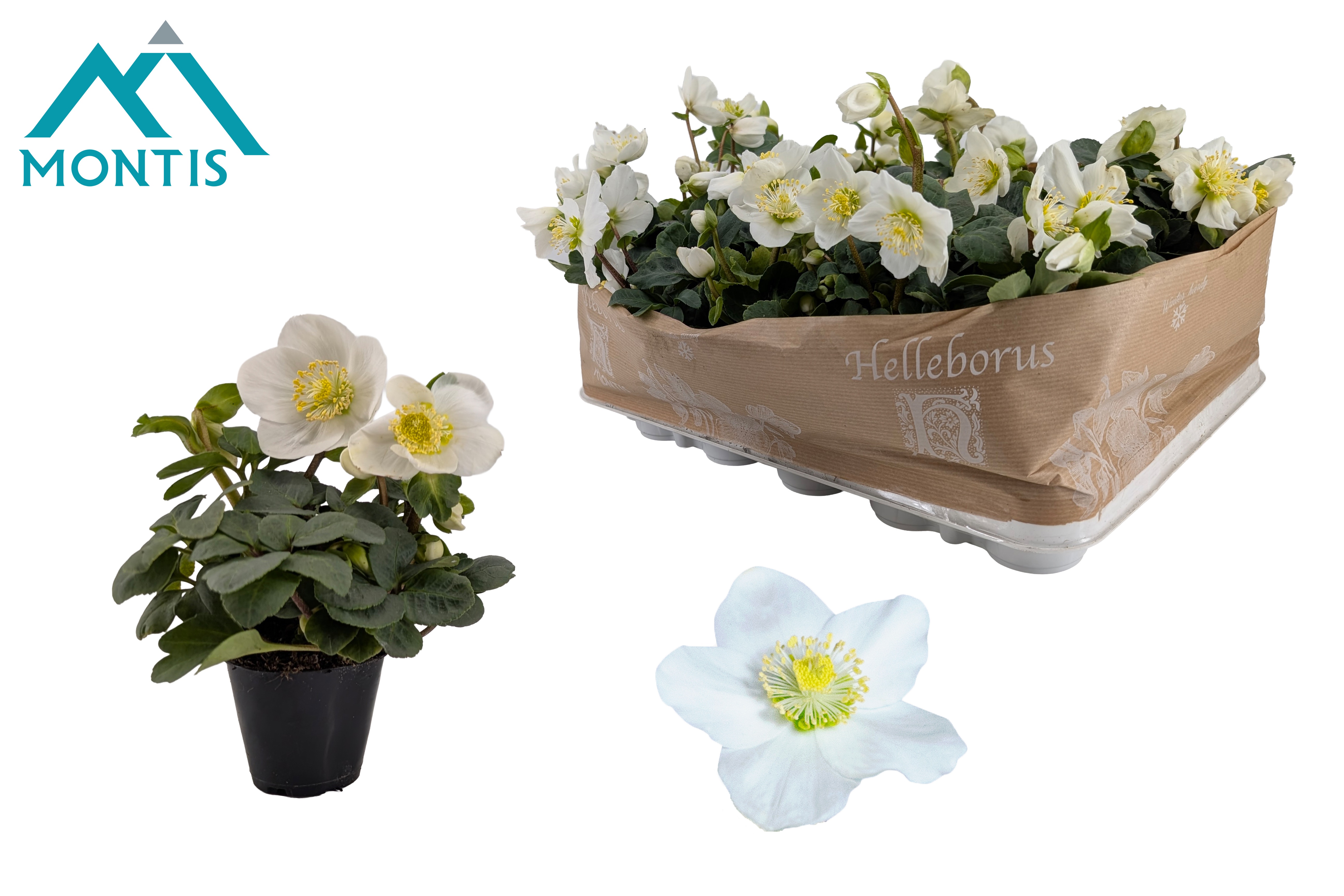 Helleborus nig. 'Christmas Carol' XL