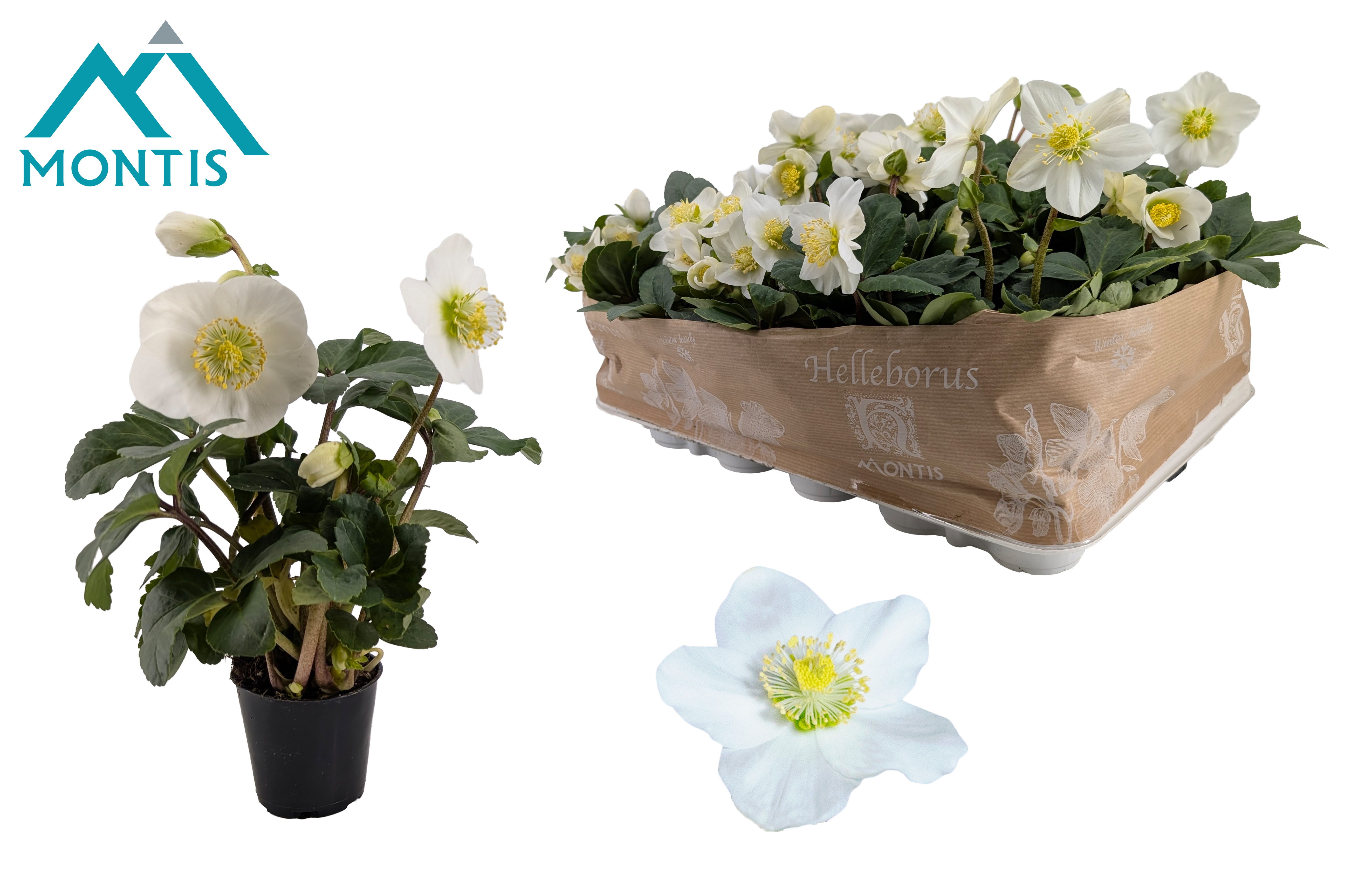 Helleborus nig. 'Christmas Carol' XXL