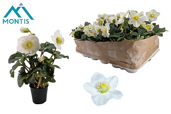 Helleborus nig. 'Christmas Carol' XXL