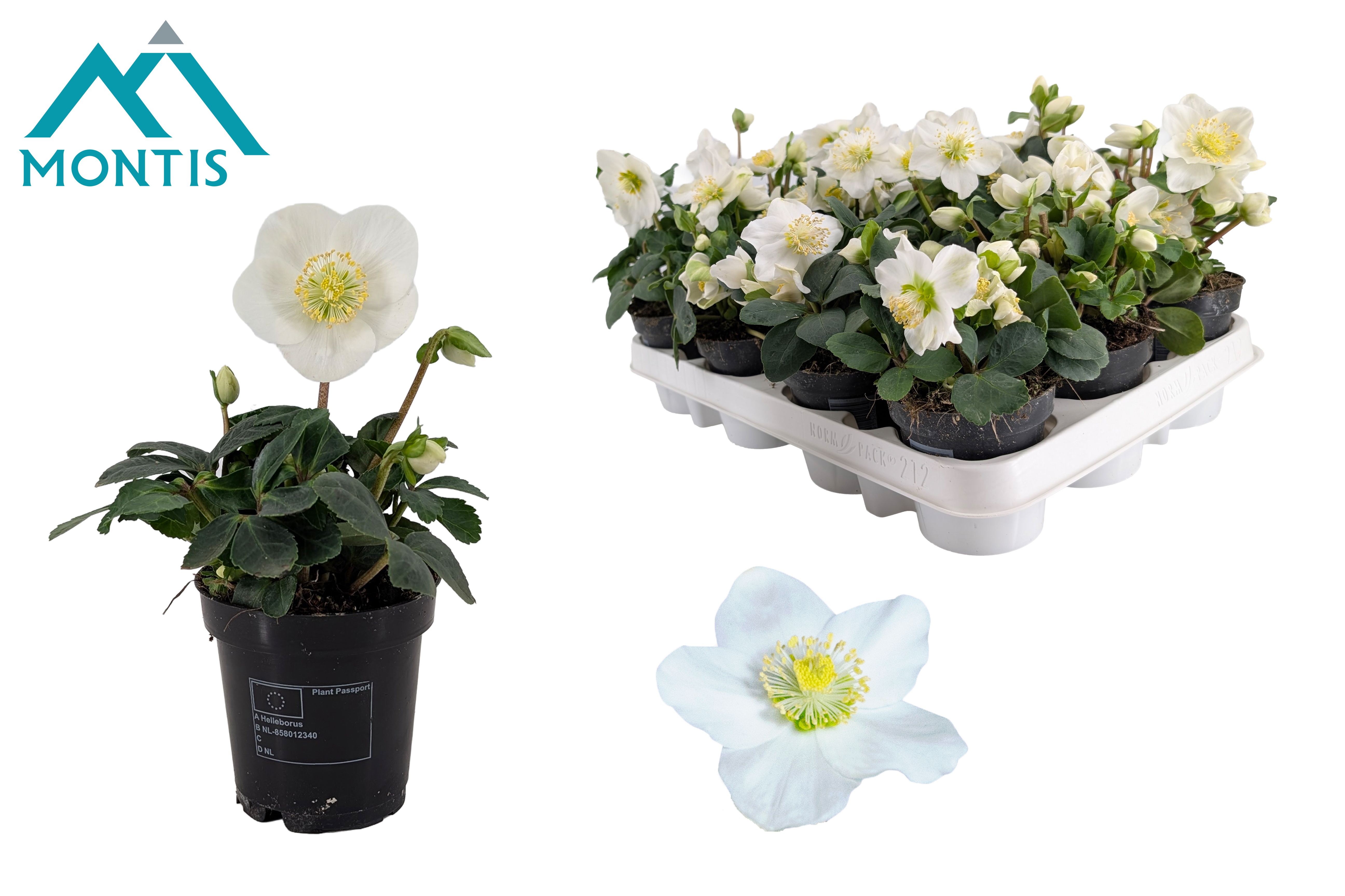 Helleborus nig. 'Christmas Carol' M