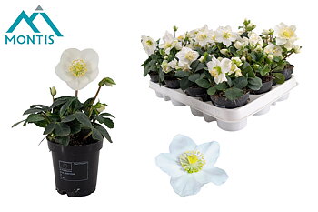 Helleborus nig. 'Christmas Carol' M