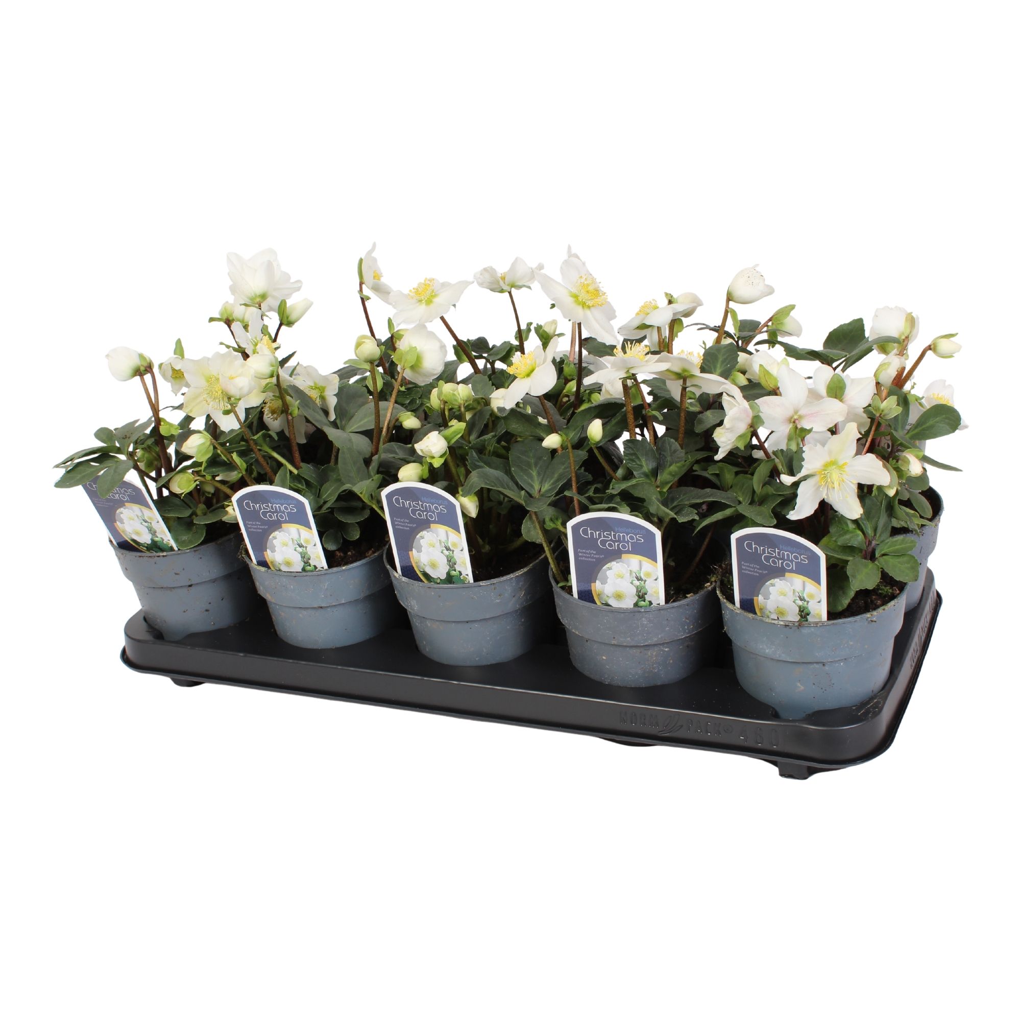 Helleborus nig. 'Christmas Carol' Basic plus Basic