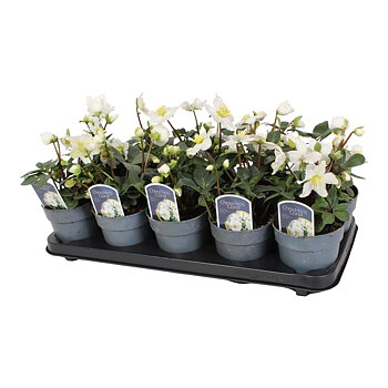 Helleborus nig. 'Christmas Carol' Basic plus Basic