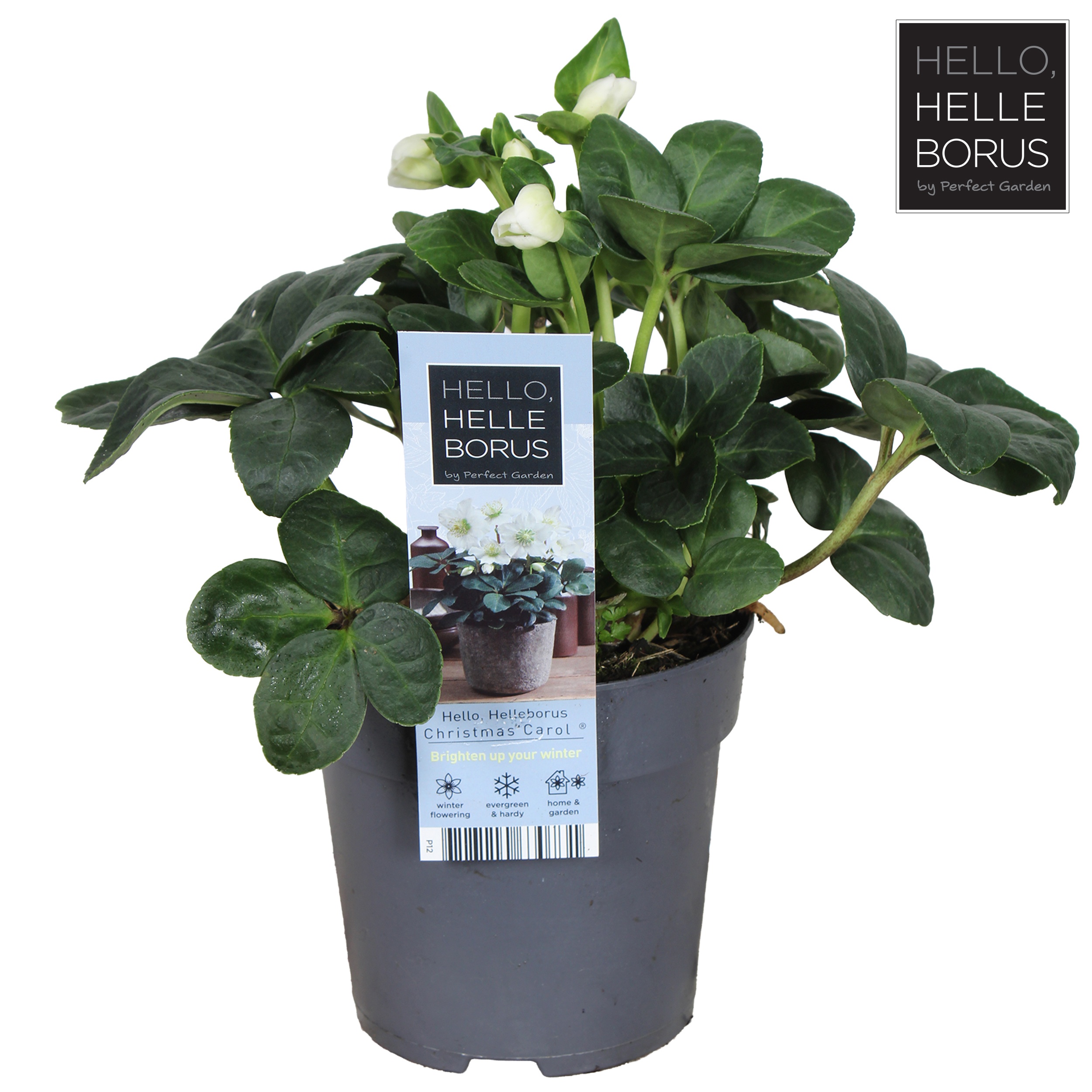 Helleborus nig. 'Christmas Carol' M