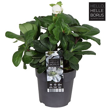 Helleborus nig. 'Christmas Carol' L