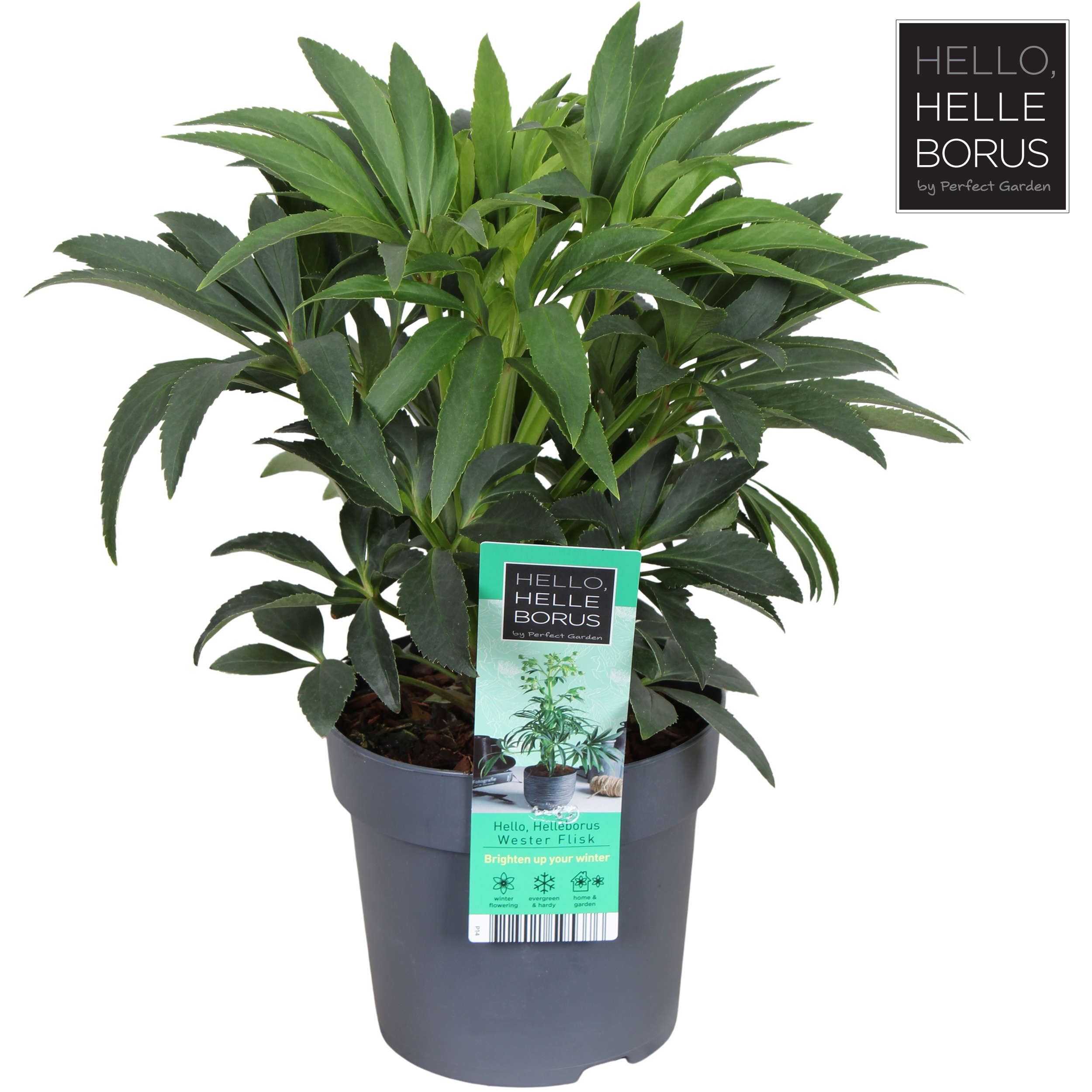 Helleborus foetidus 'Wester Flisk'