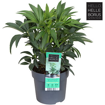 Helleborus foetidus 'Wester Flisk'