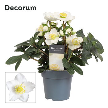 Helleborus nig. 'Christmas Carol' XL