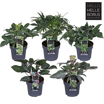 Helleborus Mix layer