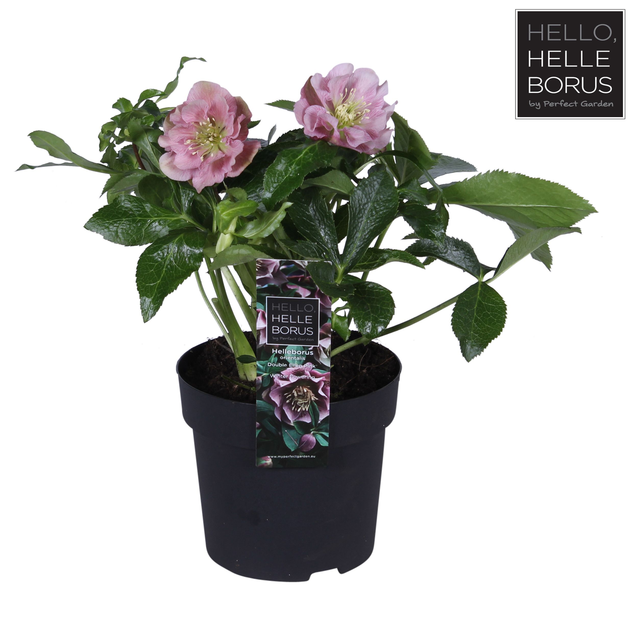Helleborus or. 'Double Ellen Pink'