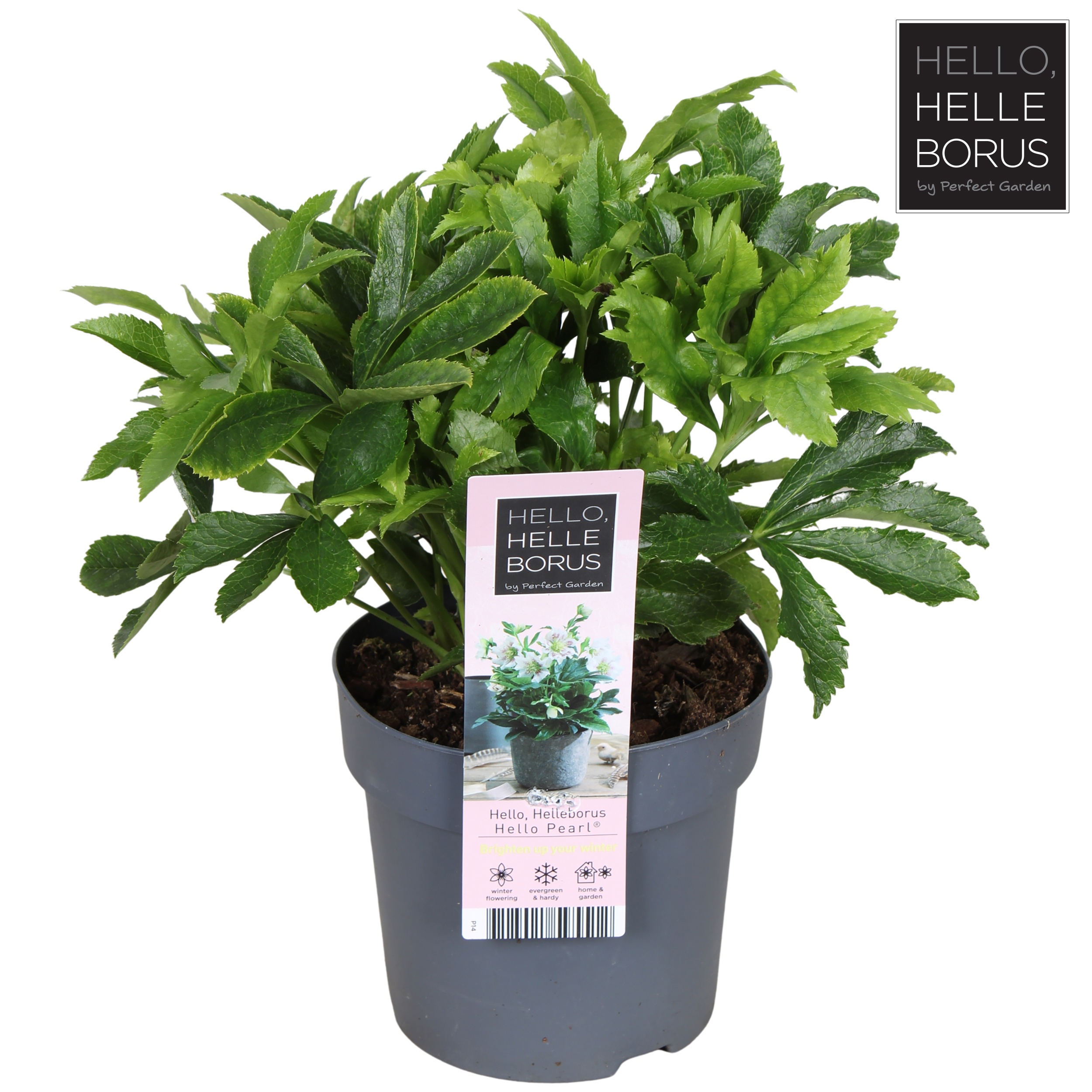 Helleborus orientalis Hello Pearl