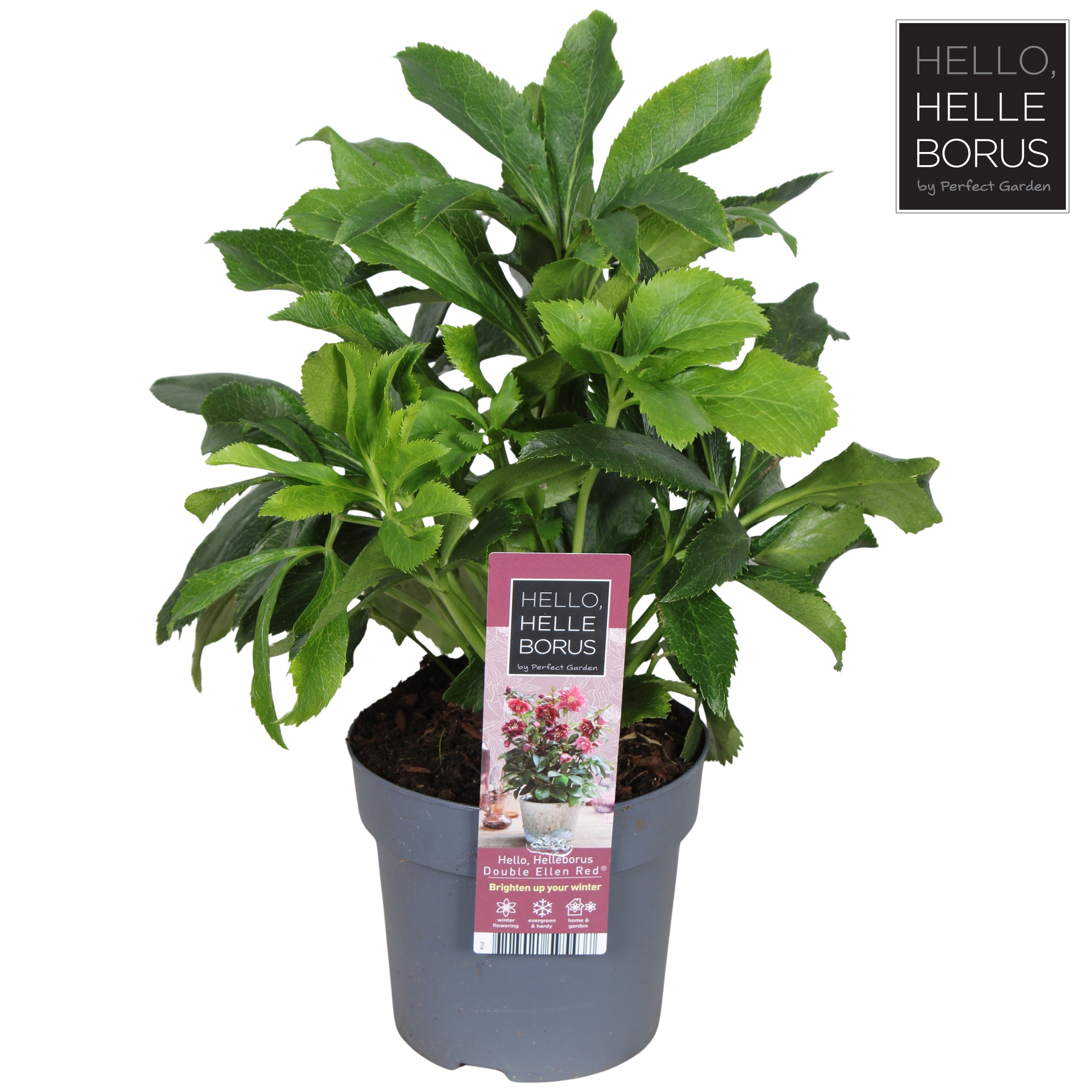 Helleborus or. 'Double Ellen Red