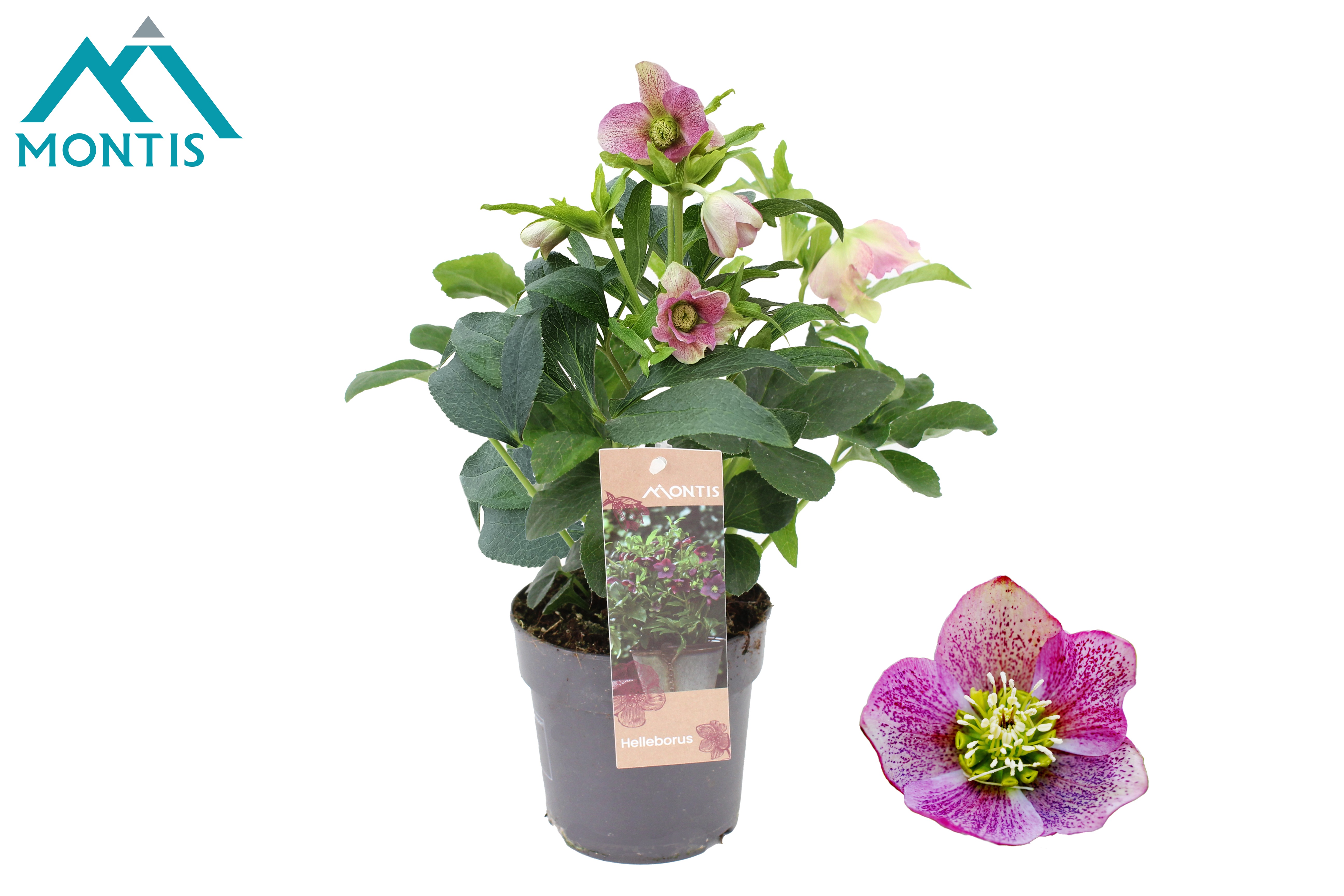 Helleborus orientalis Early Pink
