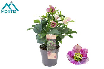 Helleborus orientalis Early Pink