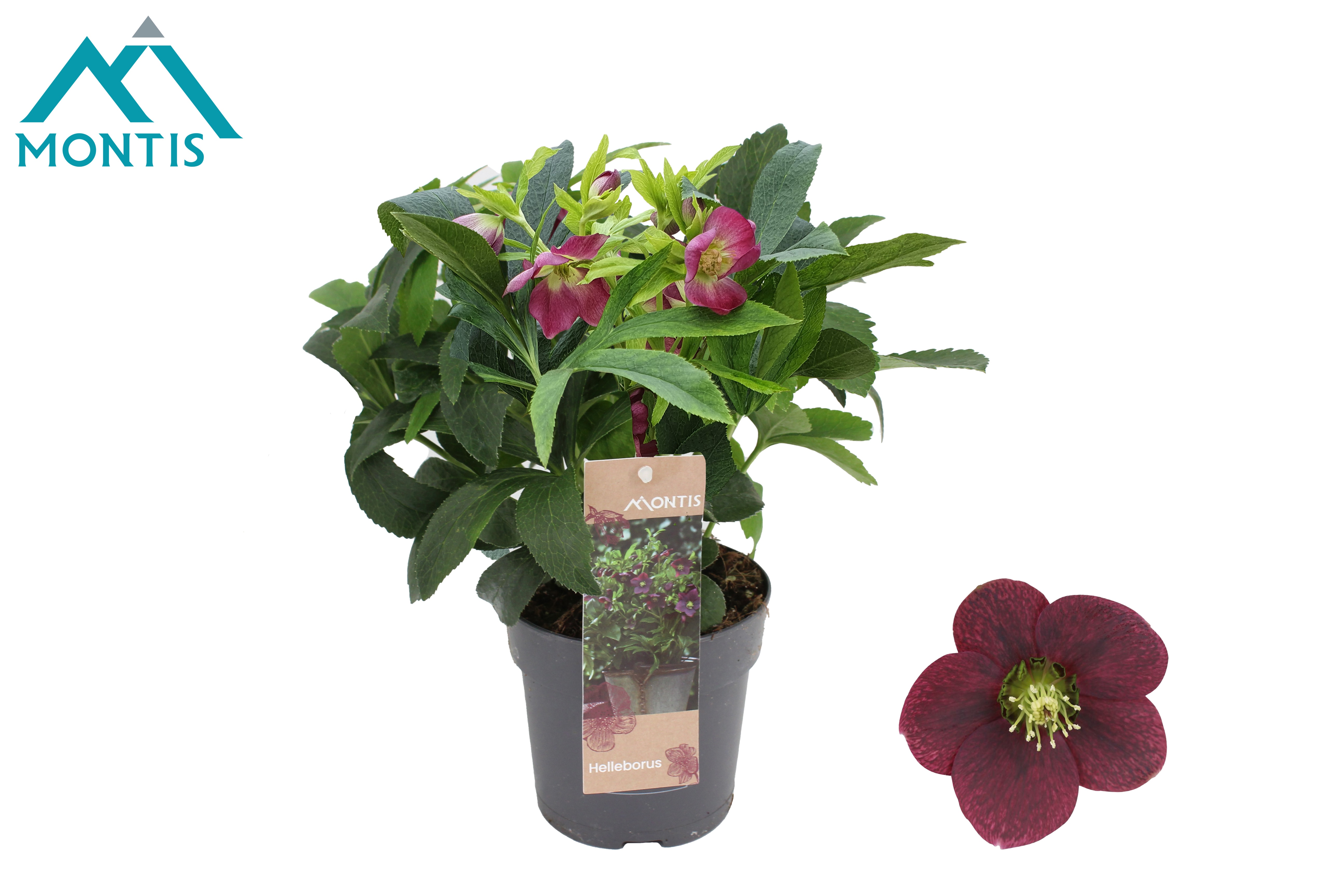 Helleborus orientalis Early Red