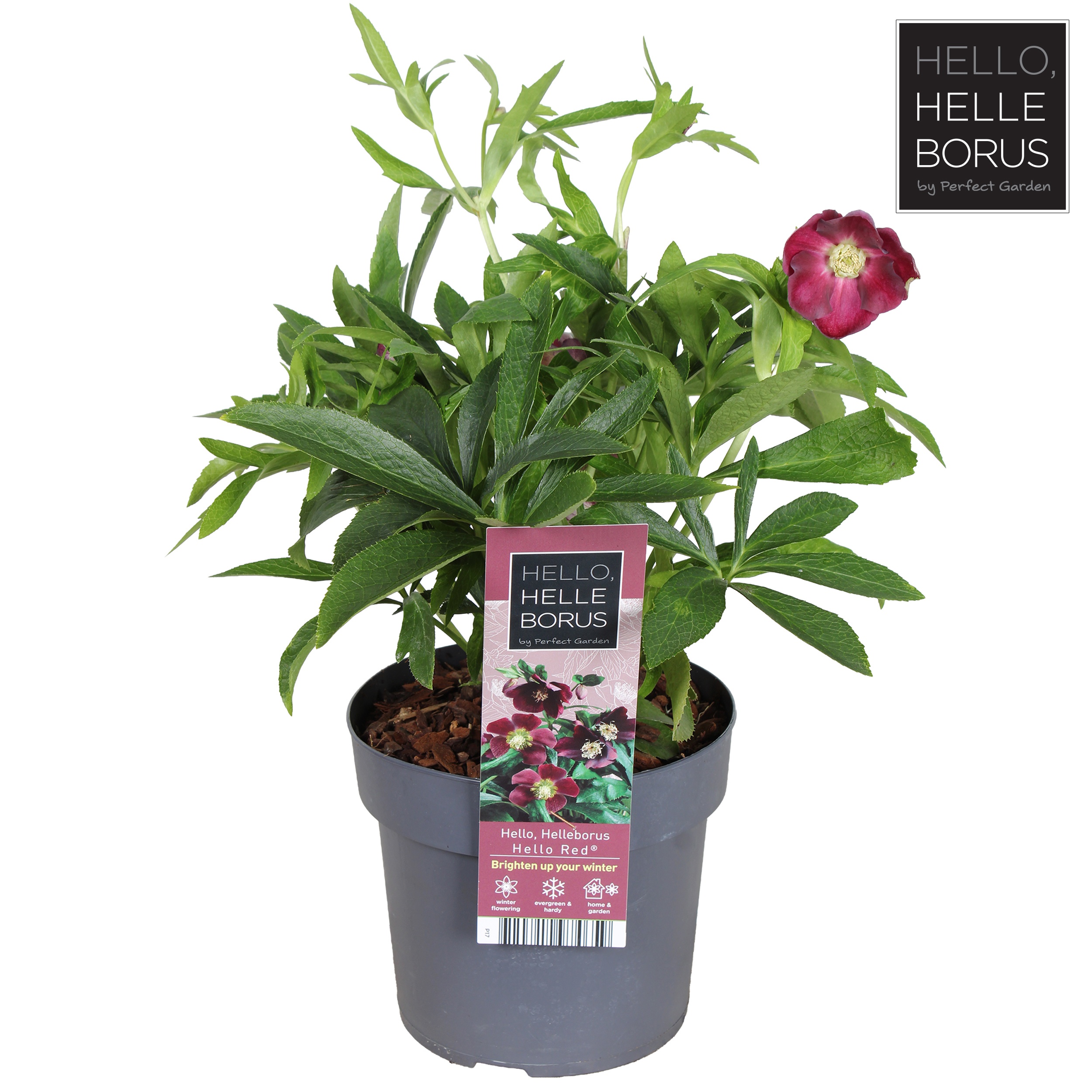 Helleborus orientalis