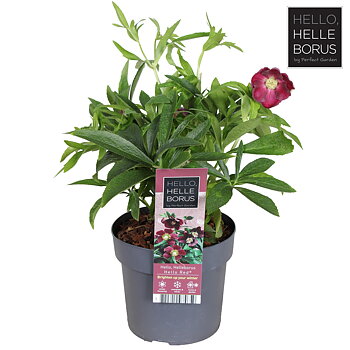 Helleborus orientalis